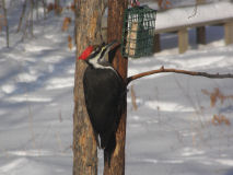  a famale Pileated,  12/30/2007