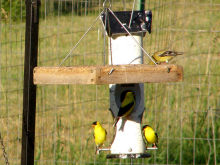 Goldfinch, 07/06/08
