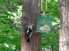 a Hairy Woodpecker, 07/04/08/2007