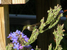 a Ruby-throated Hummingbird, 07/08/08