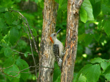 a Red-bellied Woodpecker at the suet feeder, 07/05/2008
