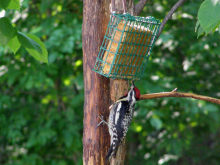 a Yellow-bellied Sapsucker, 07/08/08