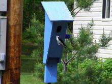 a Tree Swallow, 6/07/08