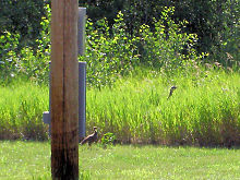 a young Turkey, 7/19/08