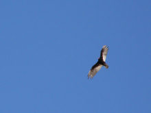 a Turkey Vulture overhead, 7/08/08