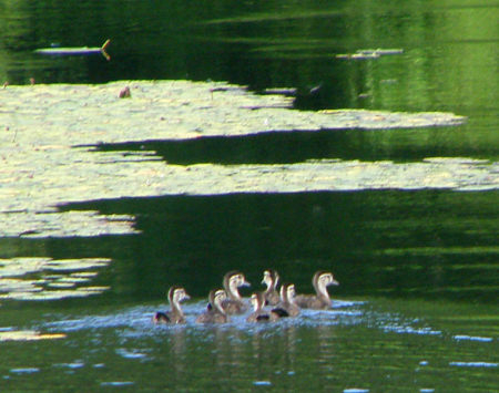 Wood Duck chicks on our pond 7/06/08