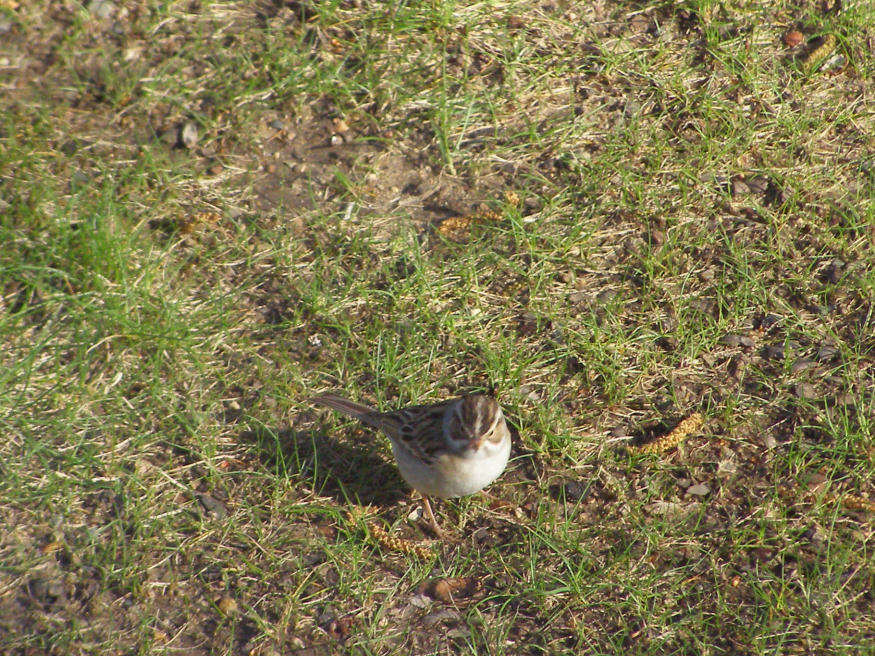 Clay Colored Sparrow