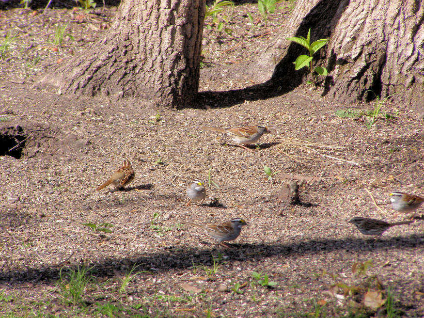White Throated Sparrow group