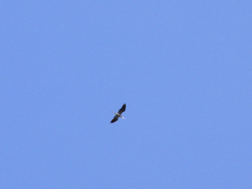 overhead a Blue Heron