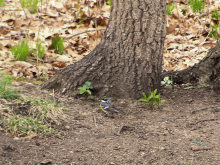 a Yellow-rumped Warbler on the ground, 5/13/08