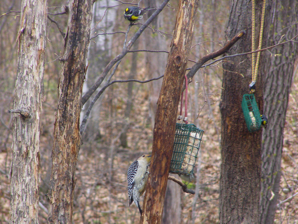 a Red-bellied Woodpecker and a Yellow-rumped Warbler, 5/13/08