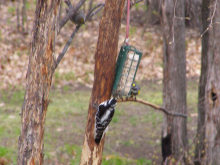 a Hairy Woodpecker, 05/13/08