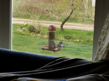 a male Grosbeak at the window, 05/13/2008