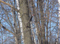 and one Pileated woodpecker