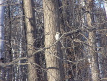 Shrike