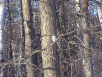 Shrike