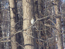 Shrike