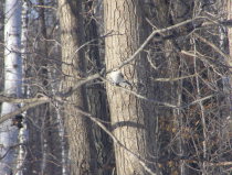 Shrike