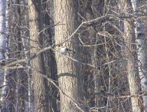Shrike