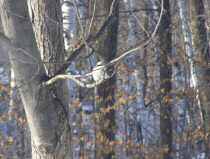 Shrike