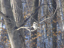 Shrike ready to pounce