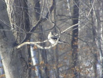 Shrike