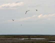 group of common terns