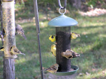 a group of Goldfinch,  9/16/2007