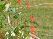 a female Hummingbird,9/17/2007
