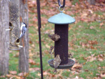 Pine Siskins! (with Goldfinch), Oct 12, 2007