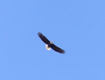 Bald Eagle overhead, March 26, 2007