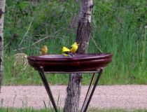 Goldfinch on the birdbath,june 1 2007