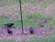 a Harris's Sparrow (with Cowbirds), may 05,2007
