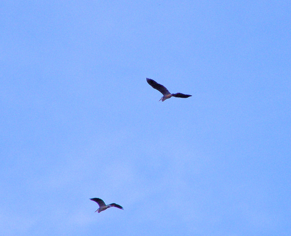 Blue Herons, 4/23/2007