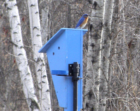 a Bluebird ready for his closeup, 4/17/08
