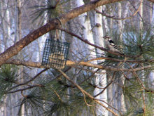 a Downy Woodpecker, 04/20/2008