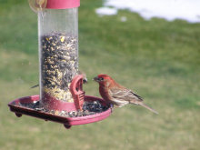 male Purple Finch at our window feeder. 4/28/08
