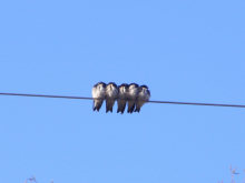 a Tree Swallow flock, 5/03/08/2007