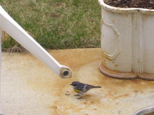 a Yellow-rumped Warbler on our patio,  05/12/08