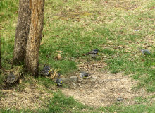 a group of Yellow-rumped Warblers,5/12/08