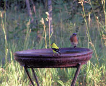 bluebird and goldfinch