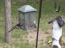rose breasted grosbeak and goldfinch